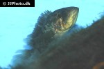 parachromis managuensis parachromis managuensis
