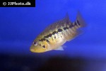 parachromis motaguensis parachromis motaguensis