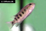 paraneetroplus bulleri paraneetroplus bulleri