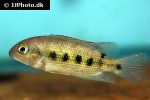 paraneetroplus bulleri paraneetroplus bulleri
