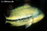 paratheraps species coatzacoalcos paratheraps species coatzacoalcos
