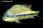 paratheraps species coatzacoalcos paratheraps species coatzacoalcos