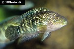 rocio octofasciata rocio octofasciata
