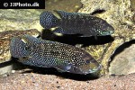 rocio octofasciata rocio octofasciata