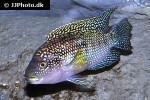 rocio octofasciata rocio octofasciata