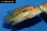 rocio octofasciata rocio octofasciata
