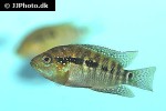 rocio octofasciata rocio octofasciata