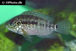 rocio octofasciata rocio octofasciata