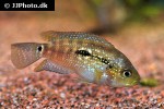 rocio octofasciata rocio octofasciata
