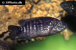 rocio octofasciata rocio octofasciata