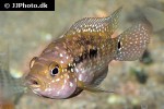 rocio octofasciata rocio octofasciata