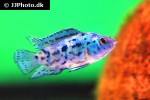 rocio octofasciata electric blue rocio octofasciata electric blue