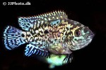 rocio octofasciata electric blue rocio octofasciata electric blue