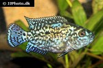 rocio octofasciata electric blue rocio octofasciata electric blue