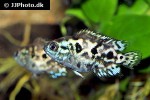 rocio octofasciata electric blue rocio octofasciata electric blue