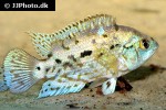rocio octofasciata electric blue rocio octofasciata electric blue