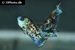 rocio octofasciata neon blue rocio octofasciata neon blue