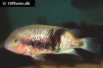 theraps intermedius theraps intermedius