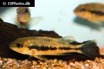 theraps irregularis theraps irregularis