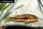 theraps irregularis theraps irregularis