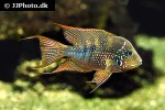 thorichthys aureus thorichthys aureus