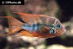 thorichthys aureus thorichthys aureus