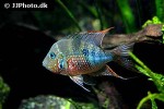 thorichthys aureus thorichthys aureus