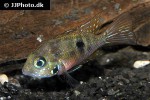 thorichthys aureus thorichthys aureus