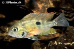 thorichthys aureus thorichthys aureus