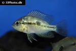 thorichthys cf aureus thorichthys cf aureus