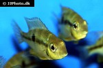 thorichthys cf aureus thorichthys cf aureus