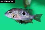 thorichthys helleri thorichthys helleri