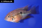 thorichthys maculipinnis thorichthys maculipinnis
