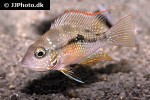 thorichthys maculipinnis thorichthys maculipinnis