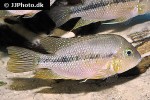 thorichthys maculipinnis thorichthys maculipinnis