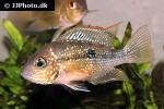 thorichthys maculipinnis thorichthys maculipinnis