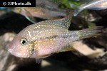 thorichthys maculipinnis thorichthys maculipinnis