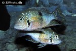 thorichthys maculipinnis thorichthys maculipinnis