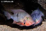 thorichthys meeki thorichthys meeki