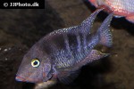 thorichthys meeki thorichthys meeki