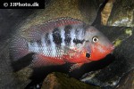 thorichthys meeki thorichthys meeki