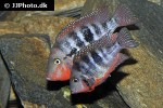 thorichthys meeki thorichthys meeki