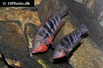 thorichthys meeki thorichthys meeki