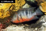 thorichthys meeki thorichthys meeki