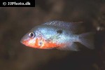 thorichthys meeki thorichthys meeki