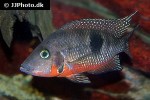 thorichthys meeki thorichthys meeki
