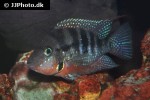 thorichthys meeki thorichthys meeki