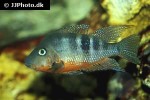 thorichthys meeki thorichthys meeki