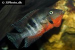 thorichthys meeki thorichthys meeki