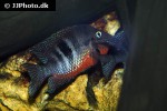 thorichthys meeki thorichthys meeki